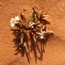 Alexandre Dutra profile picture